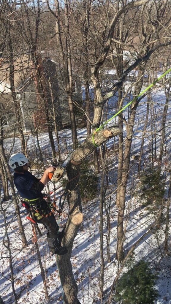 high angle shot of tree being cut down